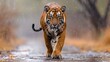 Front view of a tiger walking on a gravel road during rainfall