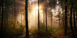 Fototapeta Las - Enchanting moody panorama with sunrays illuminating the fog in the woods. A cinematic fairytale scenery