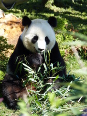 Wall Mural - Panda dans un parc animalier