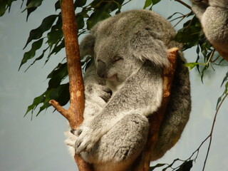 Sticker - Koala dans un parc animalier