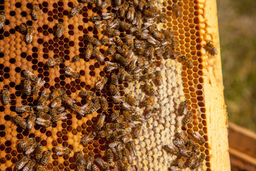 Wall Mural - Working bees in a hive on honeycomb. Bees inside hive with sealed and open cells for their young..