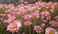 Field Of Pink Daisy Flower Close-up, Generative AI 