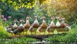  flock of indian ducks in the garden 