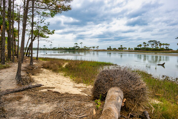 Wall Mural - Lagoon Landscape close to ocean