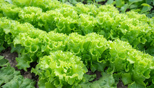 Closeup Of Rows Of Organic Healthy Green Lettuce Plants. Local Vegetable Planting Farm. Fresh Green Curly Iceberg Salad Leaves Growing Texture. Natural Vegetable Garden Background. Copy Space