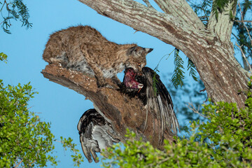 bobcat eating buzzard in tree