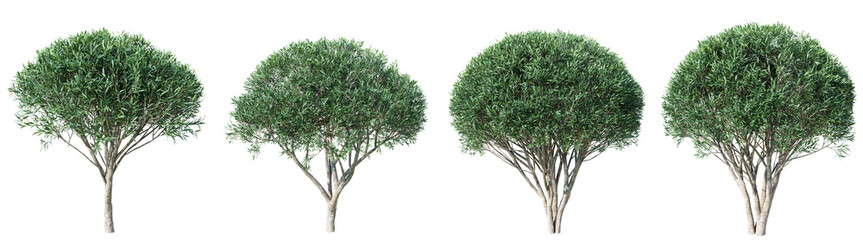 Poster - salix fragilis tree isolated on transparent background 3d png