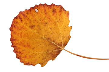 Wall Mural - isolate autumn fallen aspen leaf, cut from the background