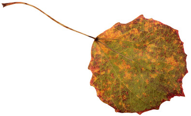 Wall Mural - isolate autumn fallen aspen leaf, cut from the background