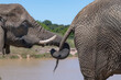 Elefant Sanctuary in South Africa