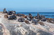 Colony of seals in South Africa