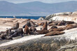 Colony of seals in South Africa