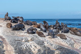 Fototapeta Tęcza - Colony of seals in South Africa