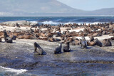Fototapeta Tęcza - Colony of seals in South Africa