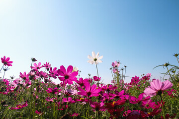 Wall Mural - White pink cosmos bipinnatus flower field blooming on bright blue sky wild background