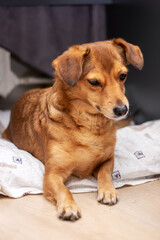 Wall Mural - Redhead little dog sleeping on the couch