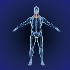 Neck pain, skeleton and red or graphic for body or xray, exam and analysis in medical overlay. 3D of human anatomy, radiology and illustration of injury or physiotherapy on a dark or blue background