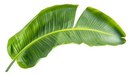 Banana leaves, leaves transparent pictures