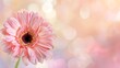 Pink gerbera daisy on magical bokeh background with ample copy space for text placement