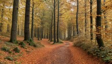 A Trail Through A Forest In Harz Covered With A Thick Layer Of Autumn Leaves