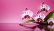 Pink boat orchid background