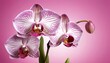 Pink boat orchid background