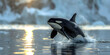 Killer whale leaping from ocean with mountainous backdrop. Wildlife photography with copy space. Ocean life and exploration concept for design and print