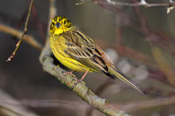 Poster - Goldammer // Yellowhammer (Emberiza citrinella)