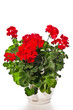 Red geranium in a white flowerpot isolated