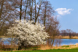 Fototapeta Dmuchawce - Białe kwiaty krzewu wczesną wiosną