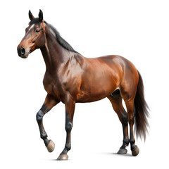 horse isolated on white background