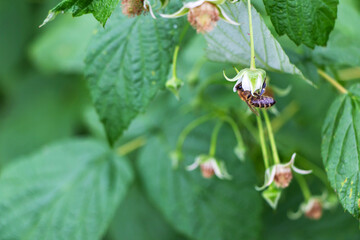 Wall Mural - A hardworking bee pollinates a white raspberry flower among green foliage in a vegetable garden in spring