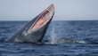 A Blue Whale With Its Mouth Full Of Krill The Tin