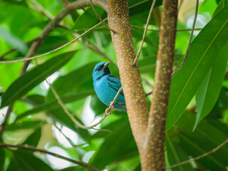 Poster - A Blue Dacnis sitting on a branch