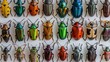 Colorful Bugs on White Wall