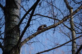 Fototapeta Dmuchawce - ptaki polskie i europejskie pozostające na zimę dzięcioł
sredni