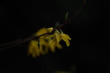 Fototapeta Dmuchawce - wiosna w przyrodzie kwiaty forsycja ogrodowa kwitnie przed wypuszczeniem liści krzew ogrodowy