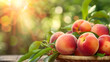 Sweet Peaches bunch fruit harvest. Food agriculture ,Sweet ripe juicy fruit, peaches with green leaves in a basket on a dark wooden background on a cutting Board
