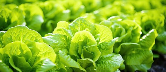 Poster - Lettuce plants growing closely in a field