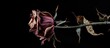 Dried rose on stem against black backdrop