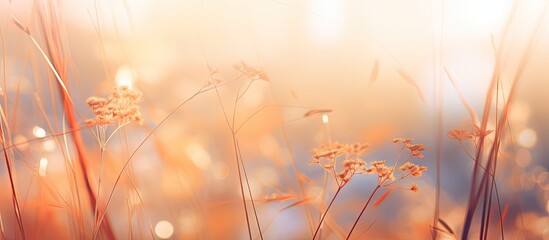 Wall Mural - Grassy field with blurred background