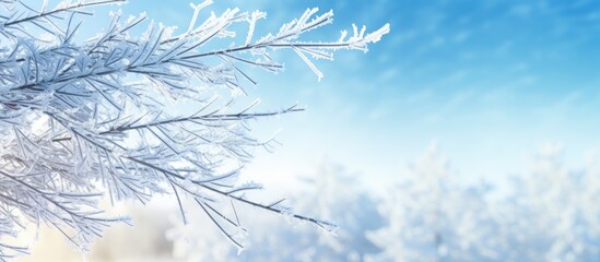 Canvas Print - A snow-covered tree branch against a blue sky