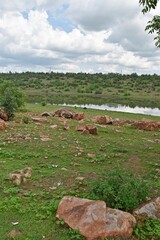 Wall Mural - Tranquil view of  a picturesque field, capturing the essence of nature.