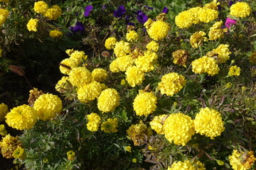 Wall Mural - Fading yellow flowers of Tagetes erecta in October