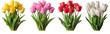 Yellow, pink, red and white tulip flowers set isolated.