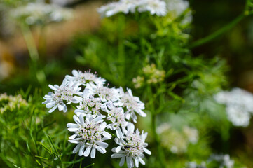 Wall Mural - Close up coriander flowers in the garden, agriculture organic plant