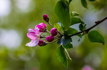 Aufkleber - Morning in the garden. Apple blossom. Apple tree blossoms are always a beautiful sight.