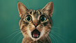 Green background, crazy surprised cat making big eyes, portraying a moment of amusing feline expression