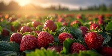 An Organic Bounty Of Ripe Red Strawberries, Bursting With Nutrition And Freshness.