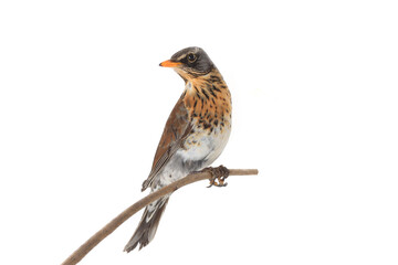 Poster - thrush  isolated on white background